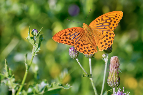 Argynnis paphia