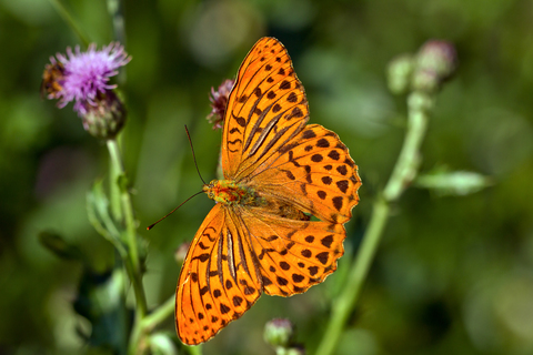 Argynnis paphia