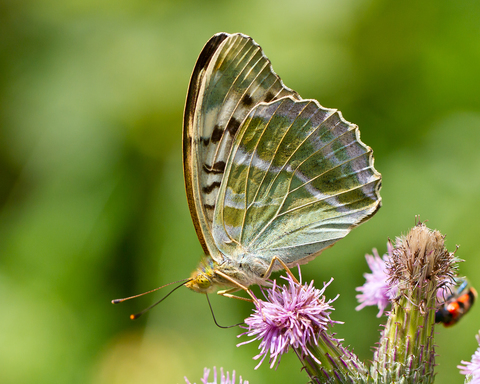 Argynnis paphia