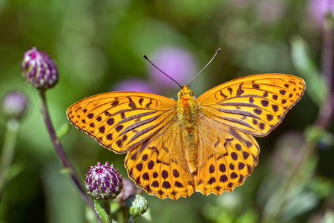 Argynnis paphia