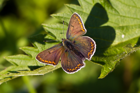 Aricia agestis