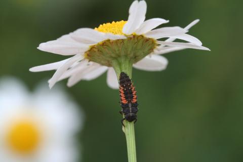 Harmonia axyridis