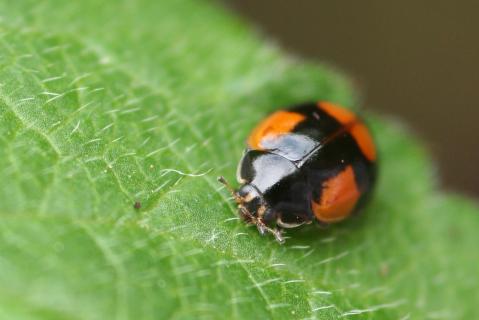 Adalia bipunctata 