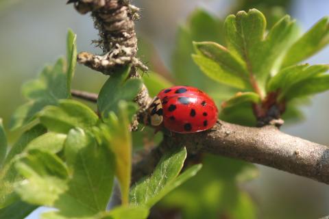 Harmonia axyridis