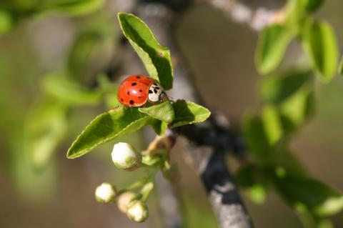 Harmonia axyridis