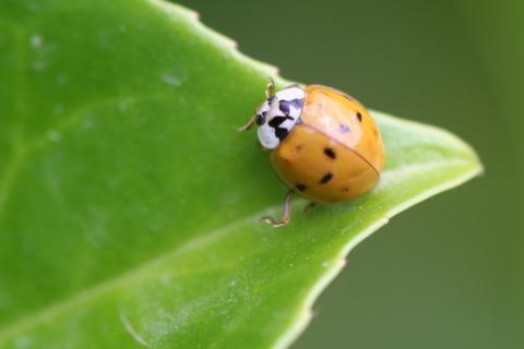 Harmonia axyridis