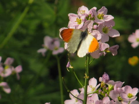 Aurore et Cardamine