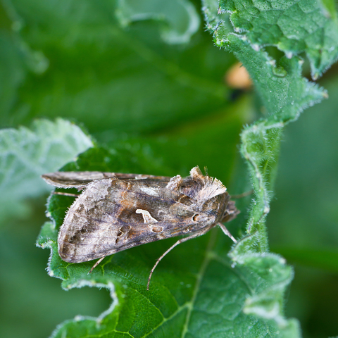 Autographa gamma