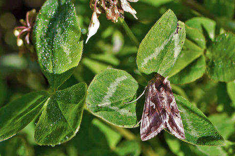 Autographa gamma