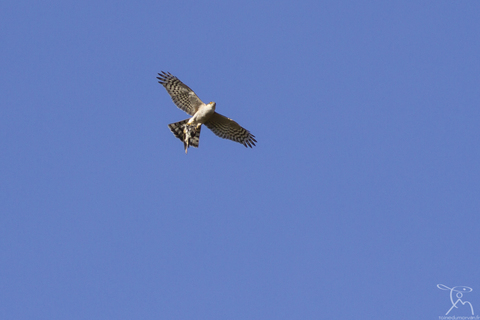 Epervier d'Europe - Accipiter nisus