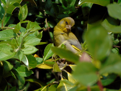 Avec ses belles couleurs, on dirait un oiseau exotique : Verdier (Carduelis chloris) à Corpeau (21) - Mai 2019