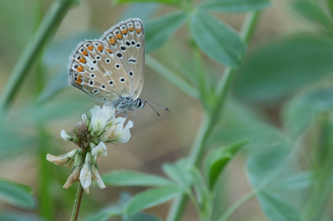 Azuré de la Bugrane (Polyommatus icarus)