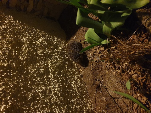 Balade nocturne dans les plates-bandes