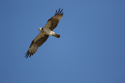 Balbuzard pêcheur