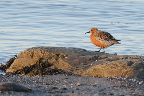 Bécasseau maubèche - Calidris canutus - plumage nuptial