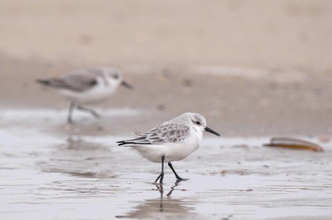 Bécasseau sanderling - Calidris alba