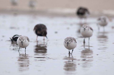 Bécasseau sanderling - Calidris alba