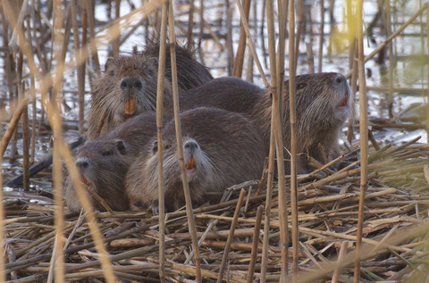Ragondin - Myocastor coypus