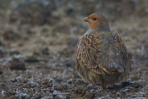 Belle rencontre ce matin dans le brouillard givrant - Perdrix grise