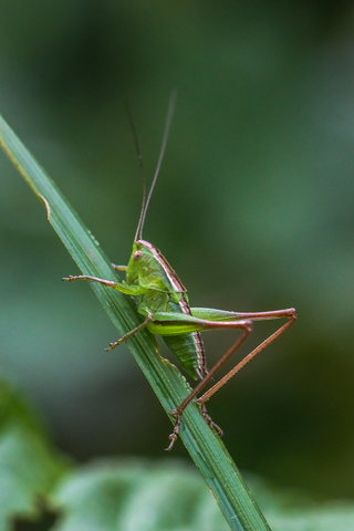 Bicolorana bicolor, la Decticelle bicolore