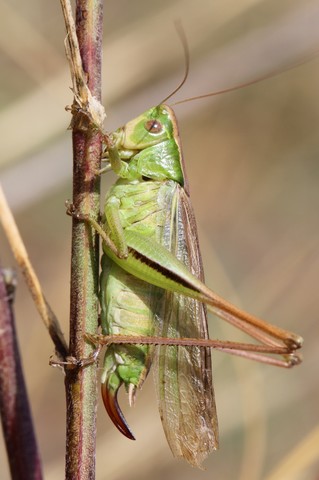 Bicolorana bicolor