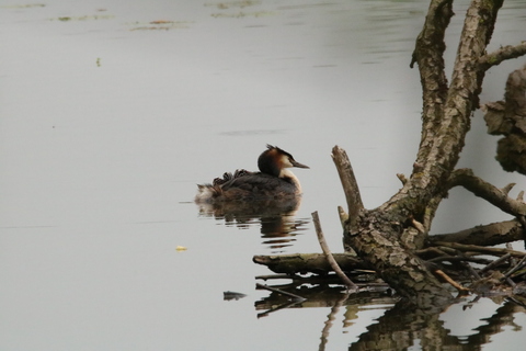 BLABLA......GREBE