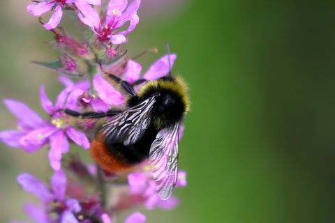 Bombus lapidarius mâle