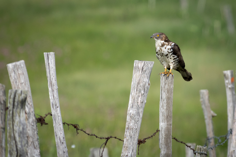 Bondrée apivore (Pernis apivorus)