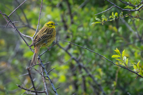 Bruant jaune (Emberiza citrinella)
