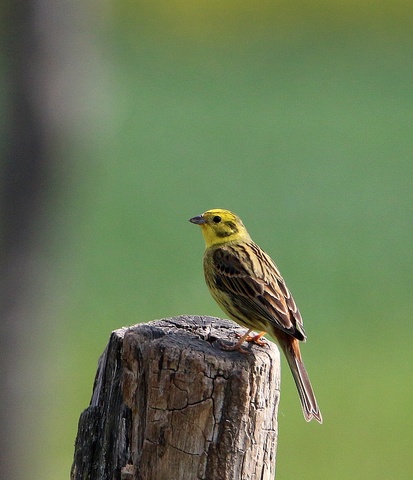 Bruant jaune le mâle