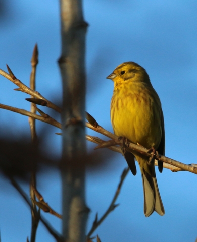 Bruant jaune