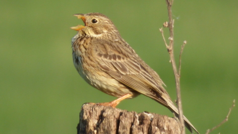 Bruant proyer 