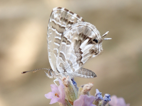 Cacyreus marshalli