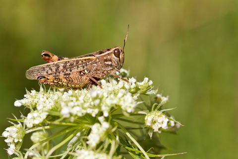 Calliptamus italicus