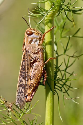 calliptamus italicus