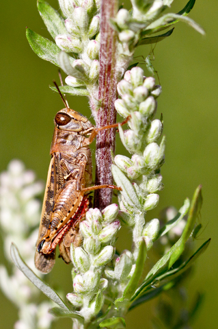 Calliptamus italicus - Caloptène italien
