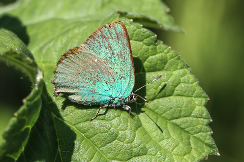 Callophrys rubi, le Thécla de la ronce