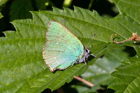 Callophrys rubi