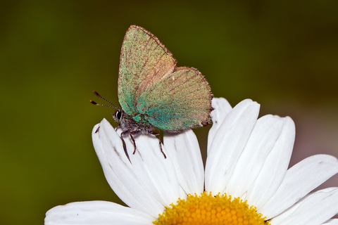 Callophrys rubi