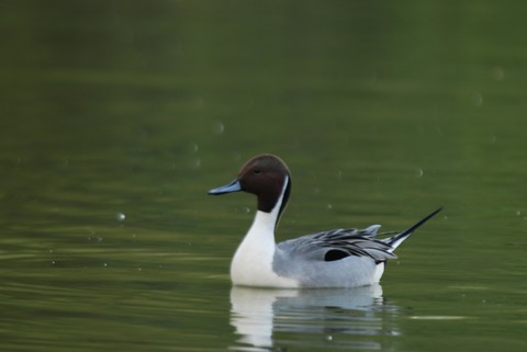 Canard pilet - Anas acuta