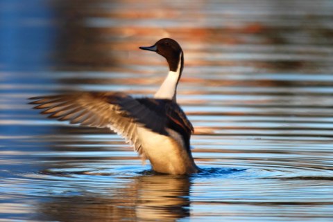 Canard pilet - Anas acuta