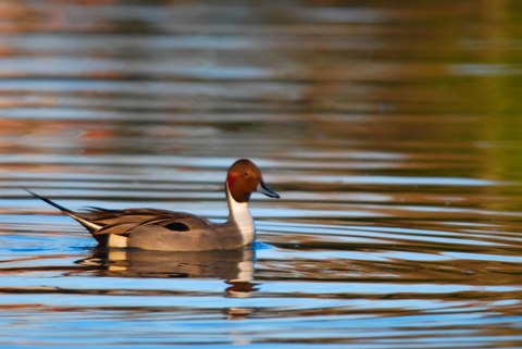 Canard pilet - Anas acuta
