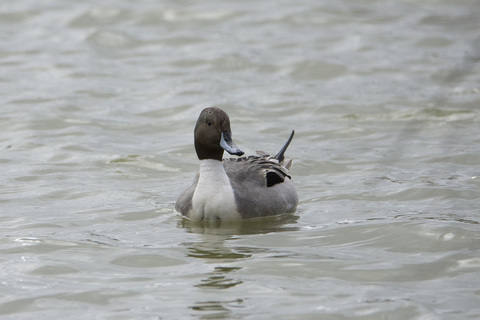 canard pilet