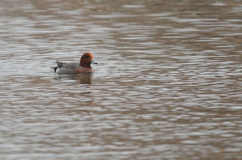 Canard siffleur - Mareca penelope