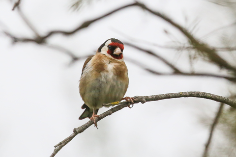 Carduelis carduelis
