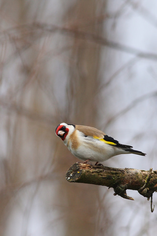 Carduelis carduelis