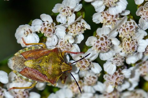 Carpocoris fuscispinus