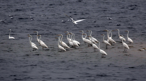 Casmerodius albus
