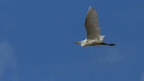 Casmerodius albus