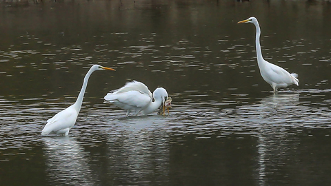 Casmerodius albus